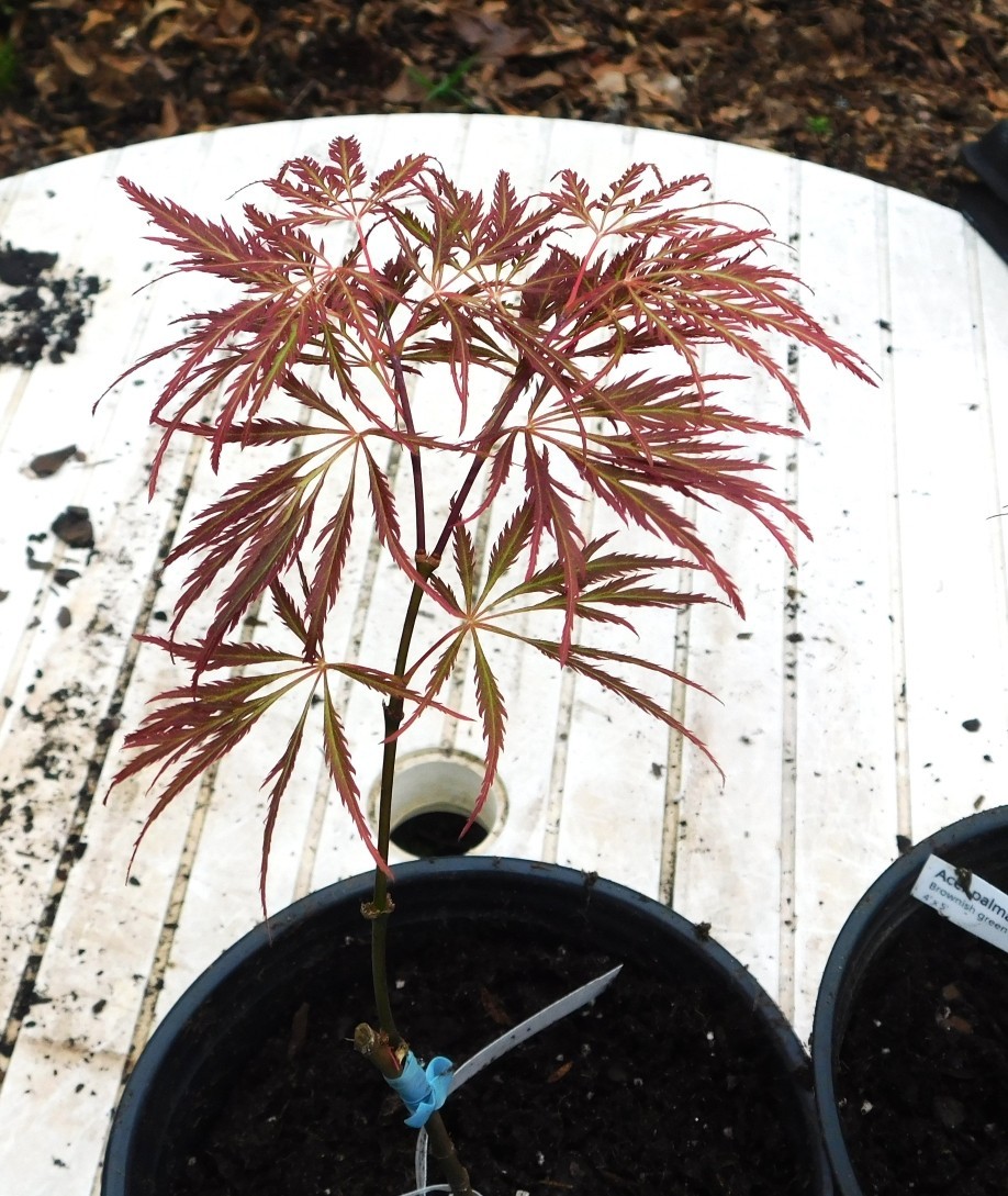 Doctor Brown Grafted Japanese Maple Plants