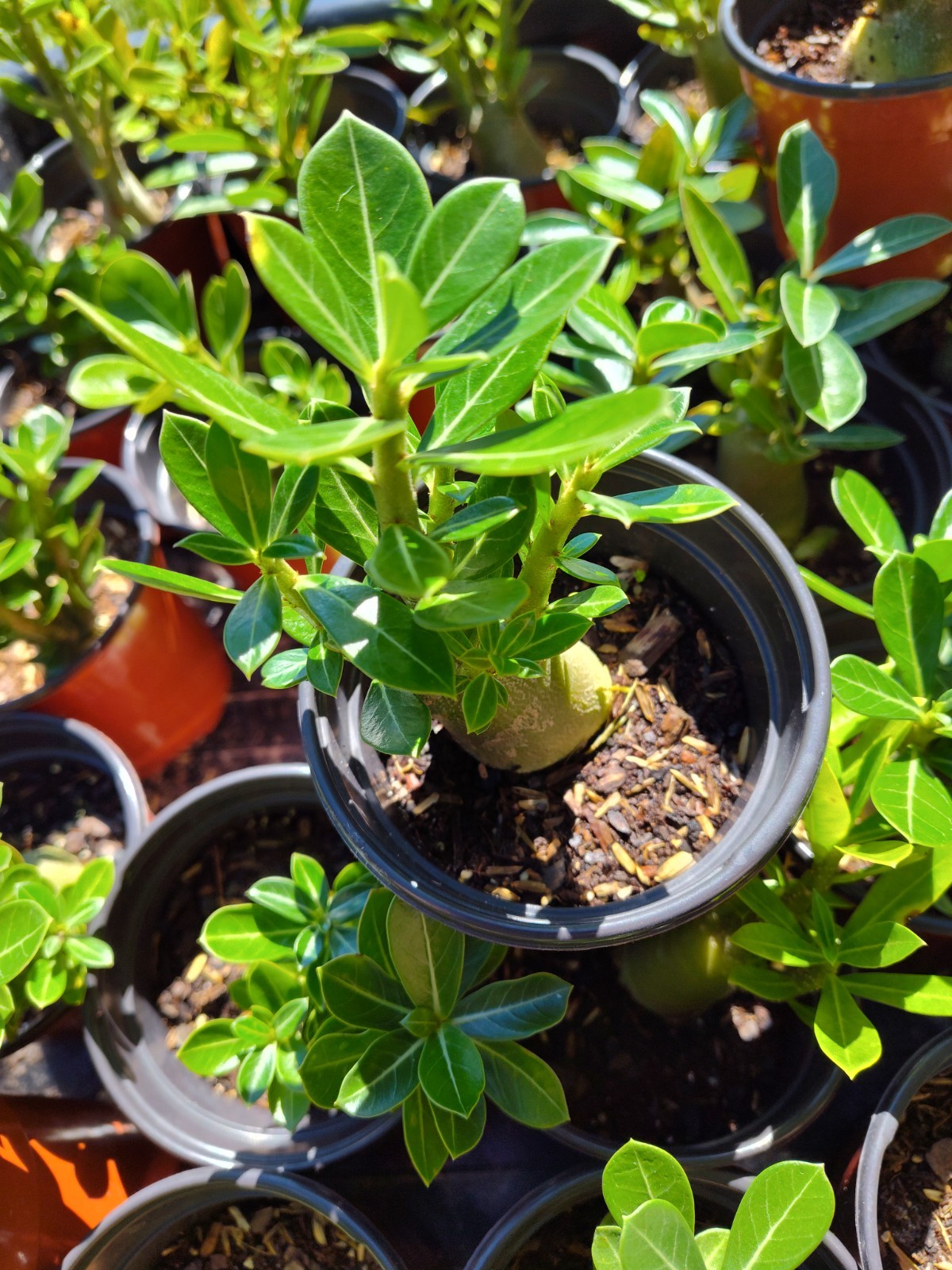 Desert Rose Plants (4)