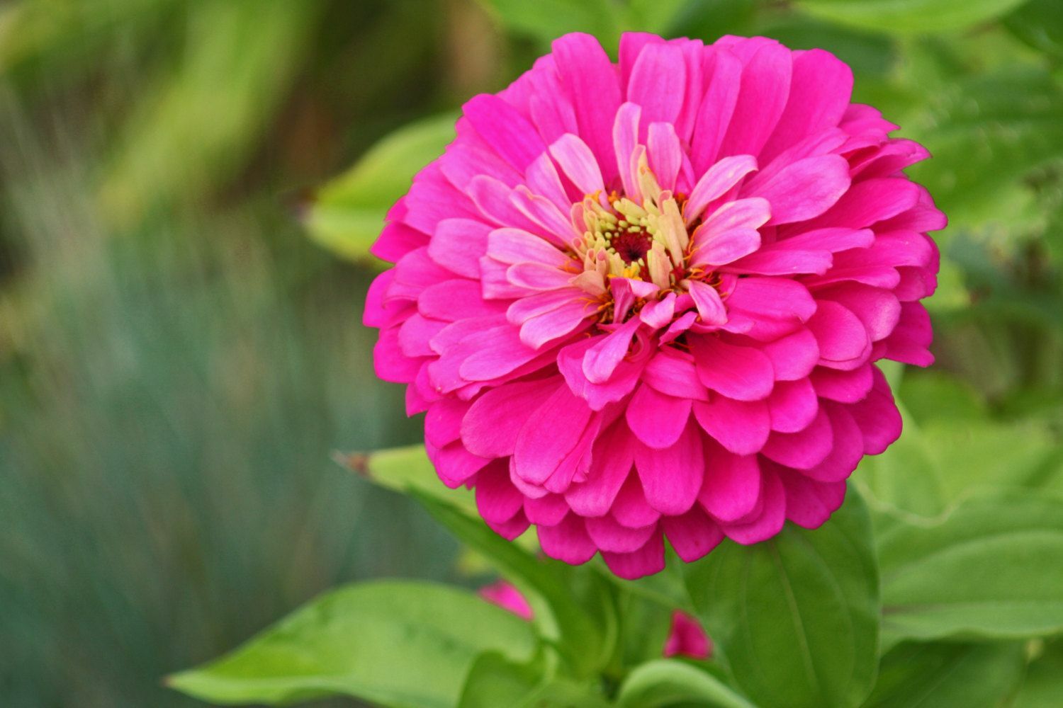301+ROSE ZINNIA Seeds Summer Garden Flowering Annual Big Cut Flowers Fast Easy