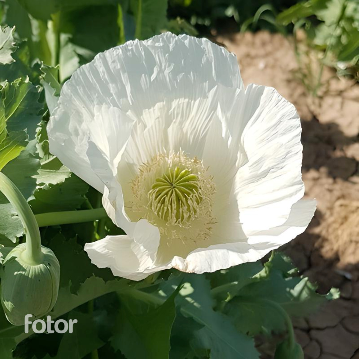 1,000 Seeds – Ultimate Mixed Poppy Seed – P. Somniferum – 10 Beautiful Varieties