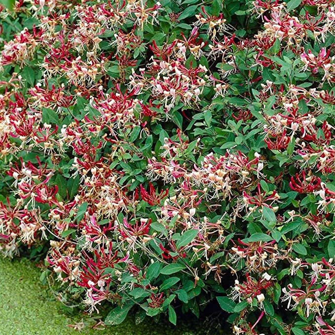 ~Serotina Belgica~Honeysuckle Vine Plant Late Dutch Lonicera~HUMMINGBIRD HEAVEN!