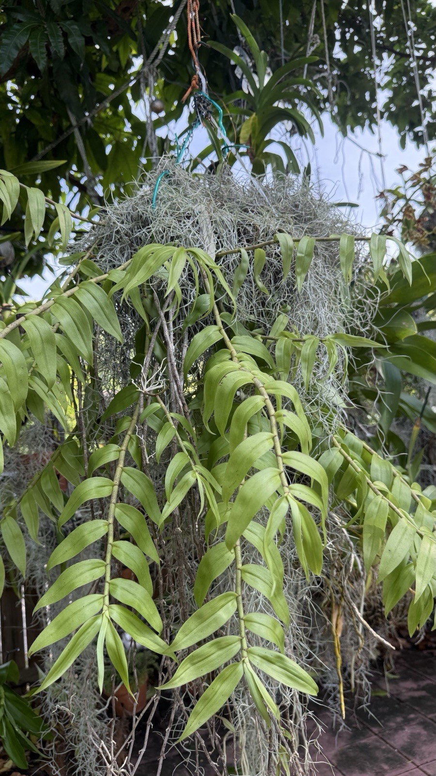 Loddigesii Dendrobium Orchid, Vietnam Variety/Version, 1 Division, No Bloom