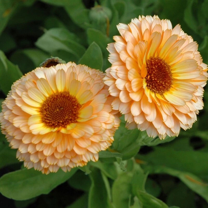 Calendula ‘Pink Surprise’ (Calendula officinalis) non-GMO Heirloom seeds 50ct