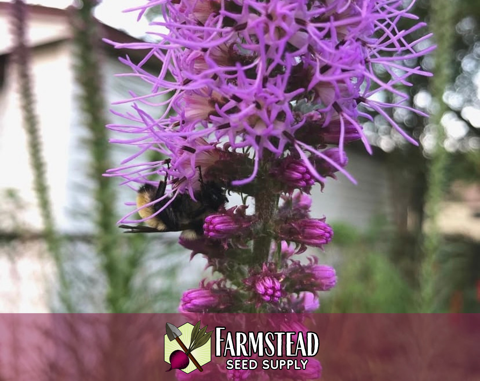 500+ Marsh Blazing Star Seeds | Native Wildflower Flower Garden, Liatris spicata