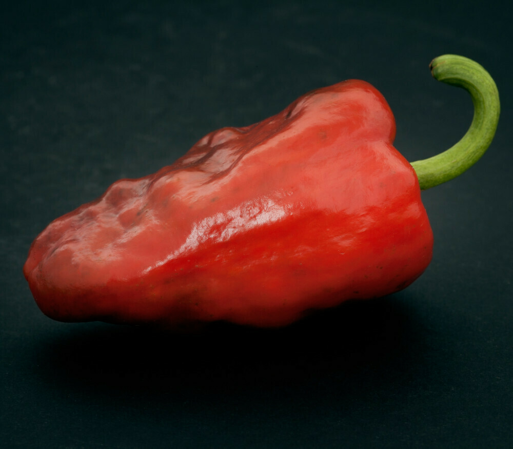 25 SWEET CASCADURA PEPPER SEEDS ~ heirloomseedguy ~ 2026 ~ NON-GMO