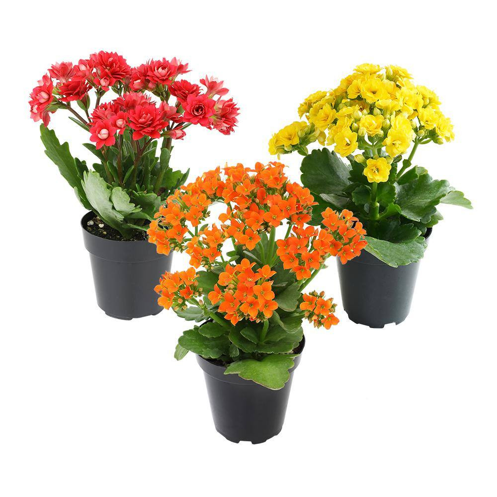 3-Pack 2.5 In. Kalanchoe Blossfeldiana Live Succulents in Assorted Colors in Gro