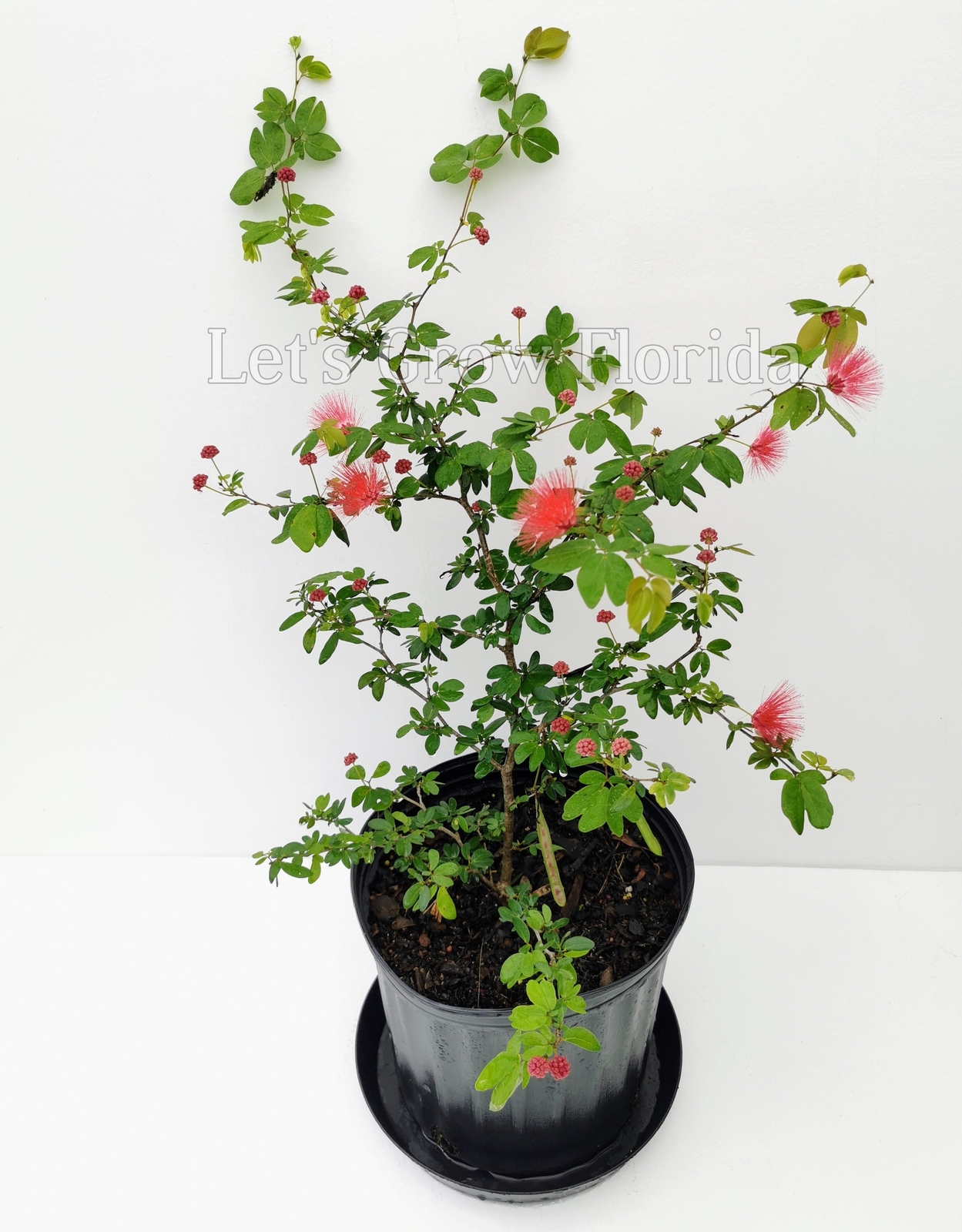 Dwarf Powder Puff Tree Plant Calliandra haematocephala x surinamensis, Nana Trop