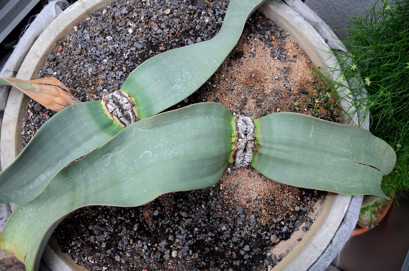 5 Welwitschia Mirabilis Seeds USA SELLER!