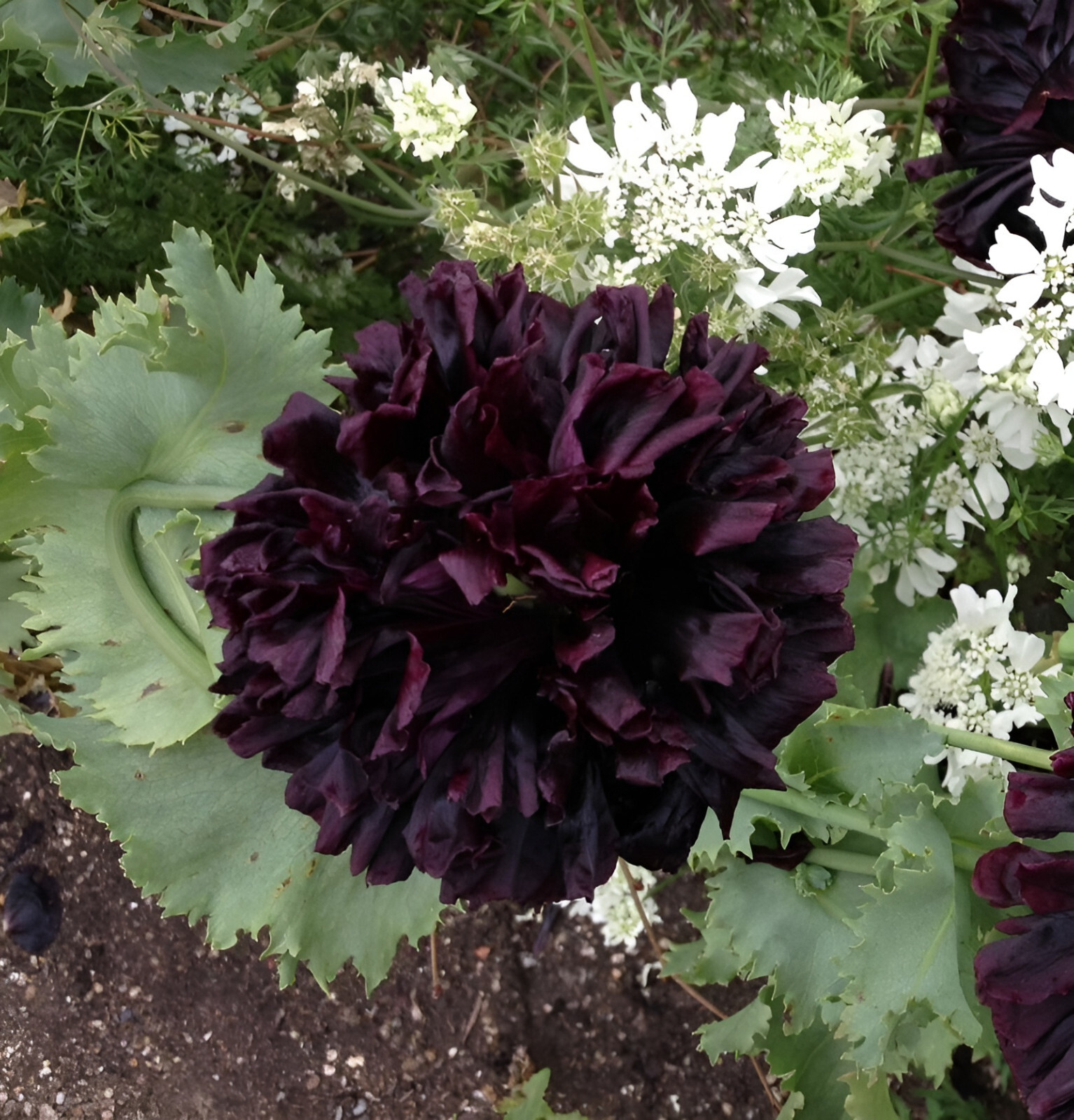 1,000 Double Black Paeony Poppy Seeds – P. Somniferum – Almost Black Blooms!