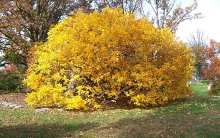 The White Fringe Is A Deciduous Tree Turned Golden Yellow Single Trunk Quart Pot