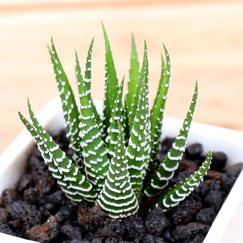 Rare Succulent Plants | Live House Plants for Home Office and Garden Decor