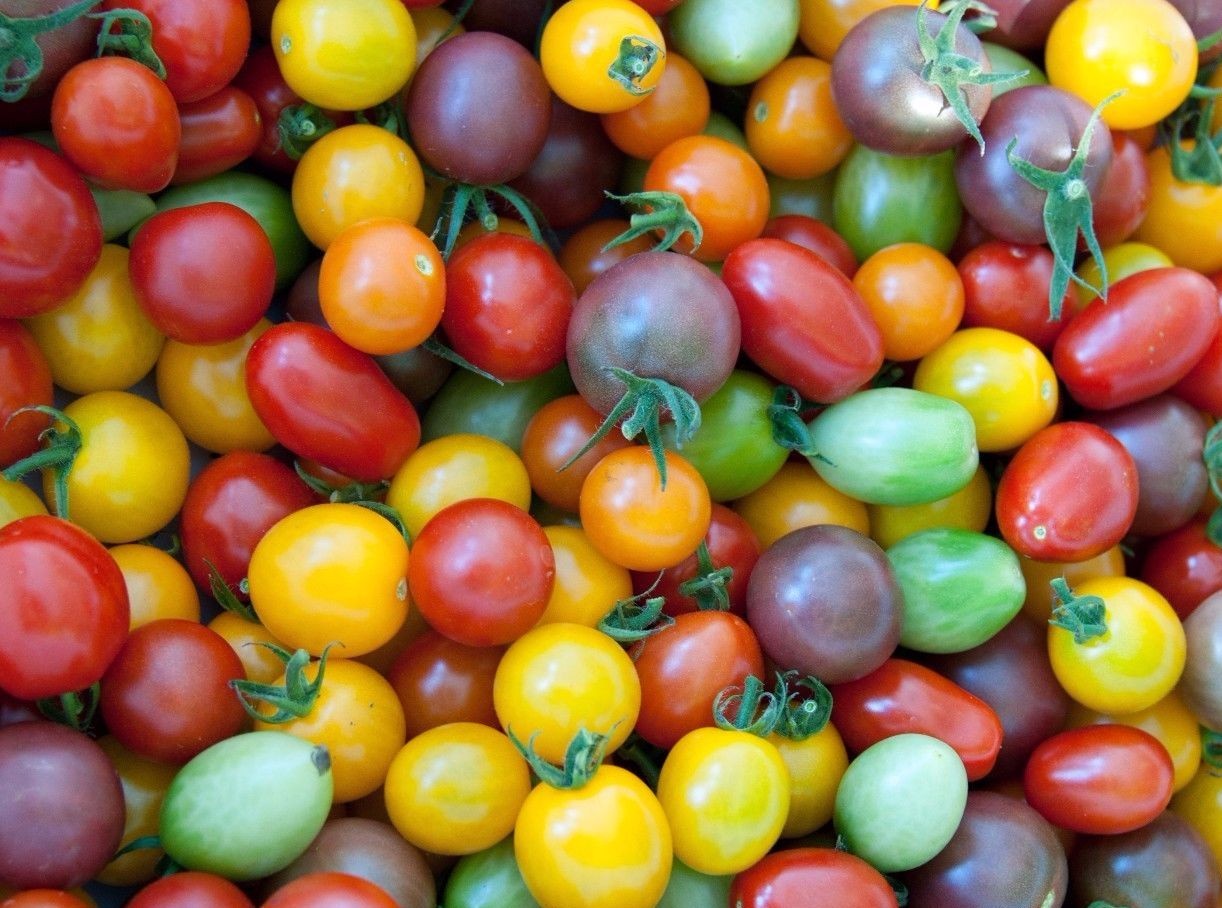 Rainbow Cherry Tomato Seeds, NON-GMO, Organic, Colorful, FREE SHIPPING
