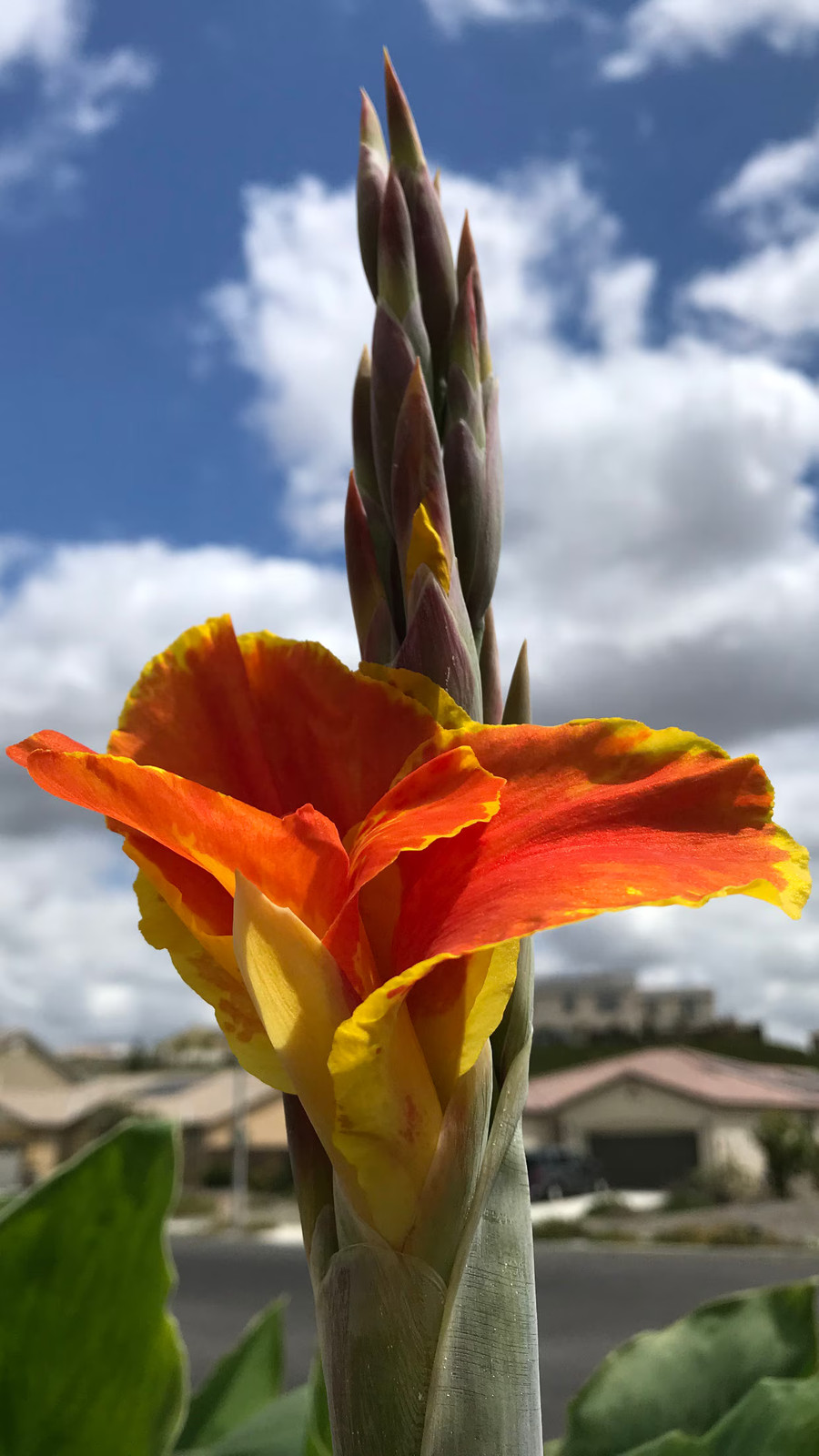 Thai Sunray Canna Lily Rhizomes – Reddish-Orange & Yellow Blooms – 1-Rhizome