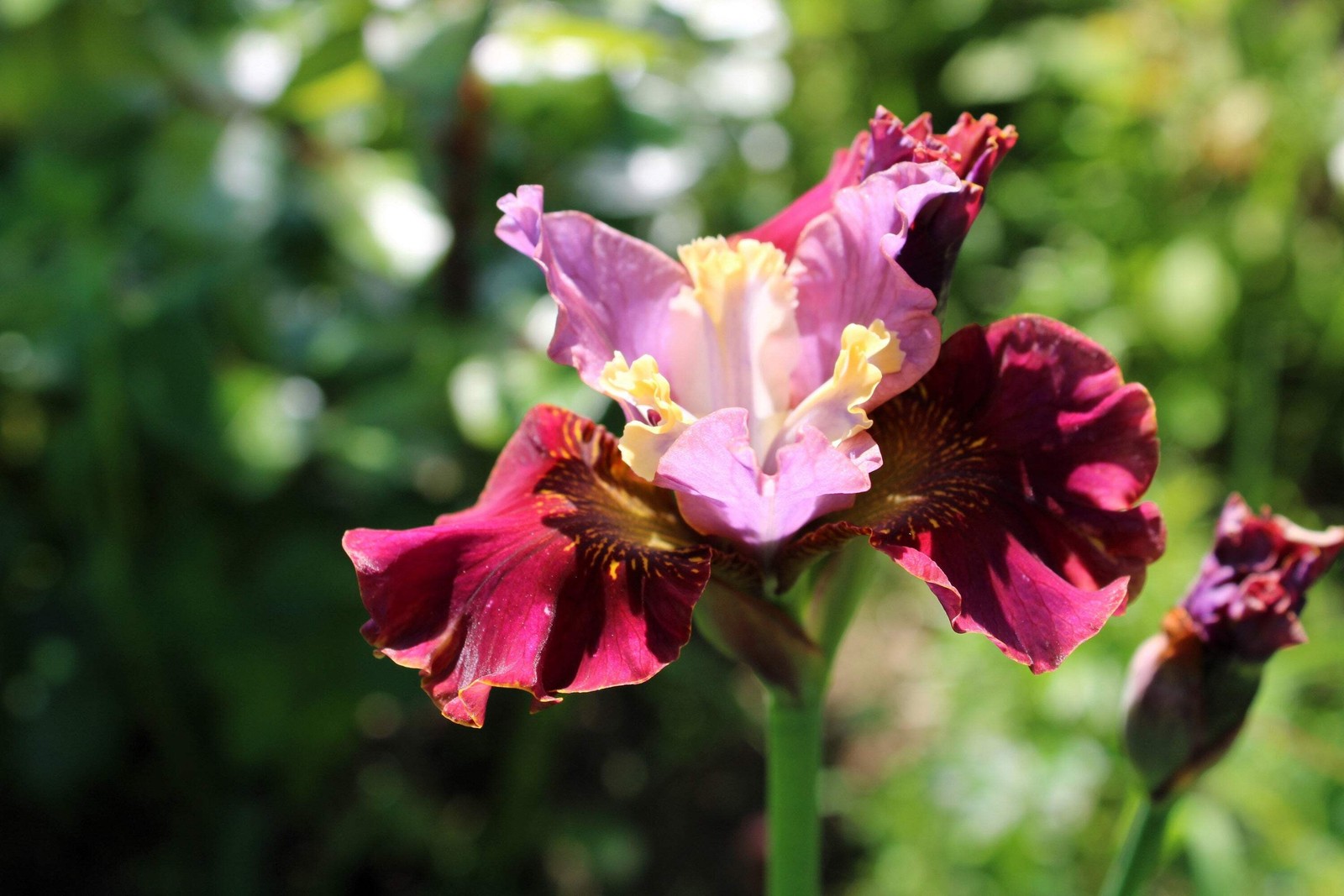 20 MIXED SIBERIAN IRIS Sibirica Iris Bicolor Blue Red White Purple Flower Seeds
