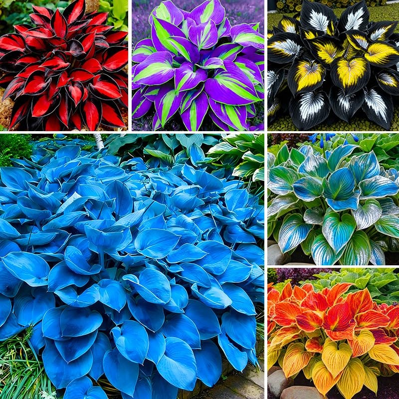 175Pcs Mix Hosta Seed for Planting-Non-GMO Heirloom Plant Seeds Garden…