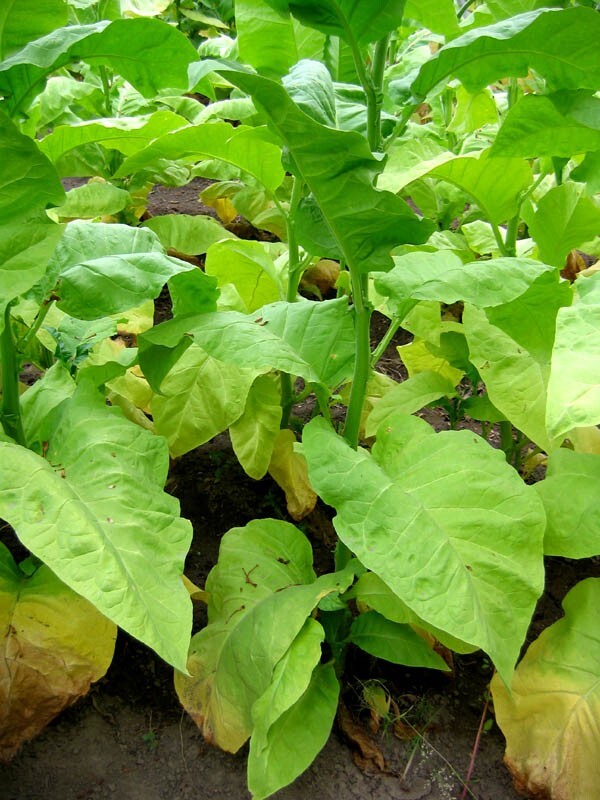 1000 Ainaro Tobacco Seeds ~ Dark Sun Cured Heirloom Non-GMO Nicotiana Tabacum