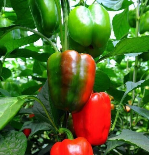 25 Newly Harvested Sweet Big Red Premium Pepper Seeds-B 06