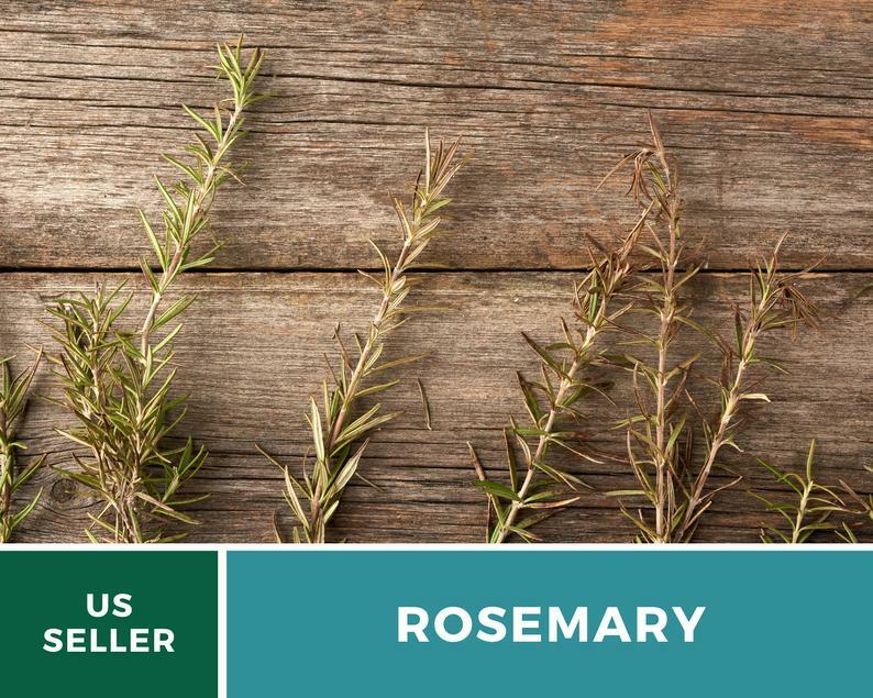Rosemary – 50 Seeds – Medicinal & Culinary Herb – GMO Free