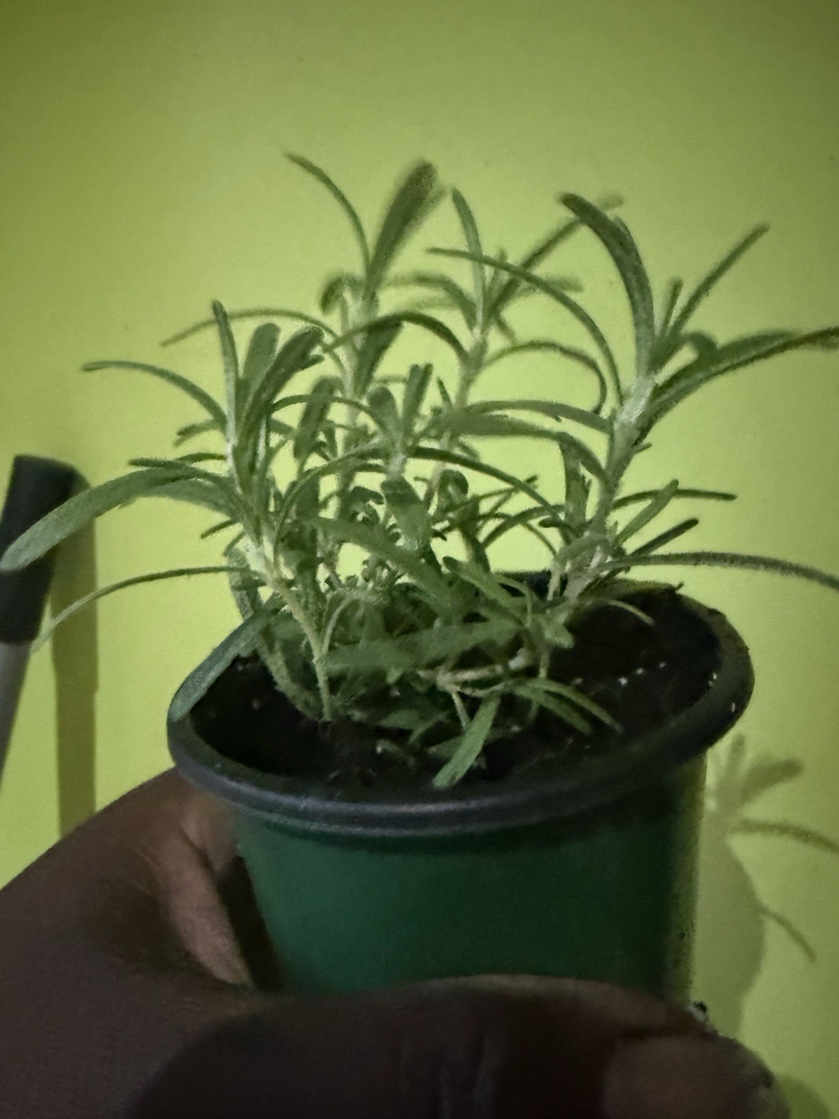rosemary Plant