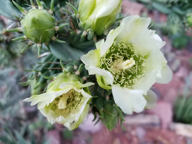 Cholla Cactus ‘Colorado White” (C. imbricata) – COLD HARDY