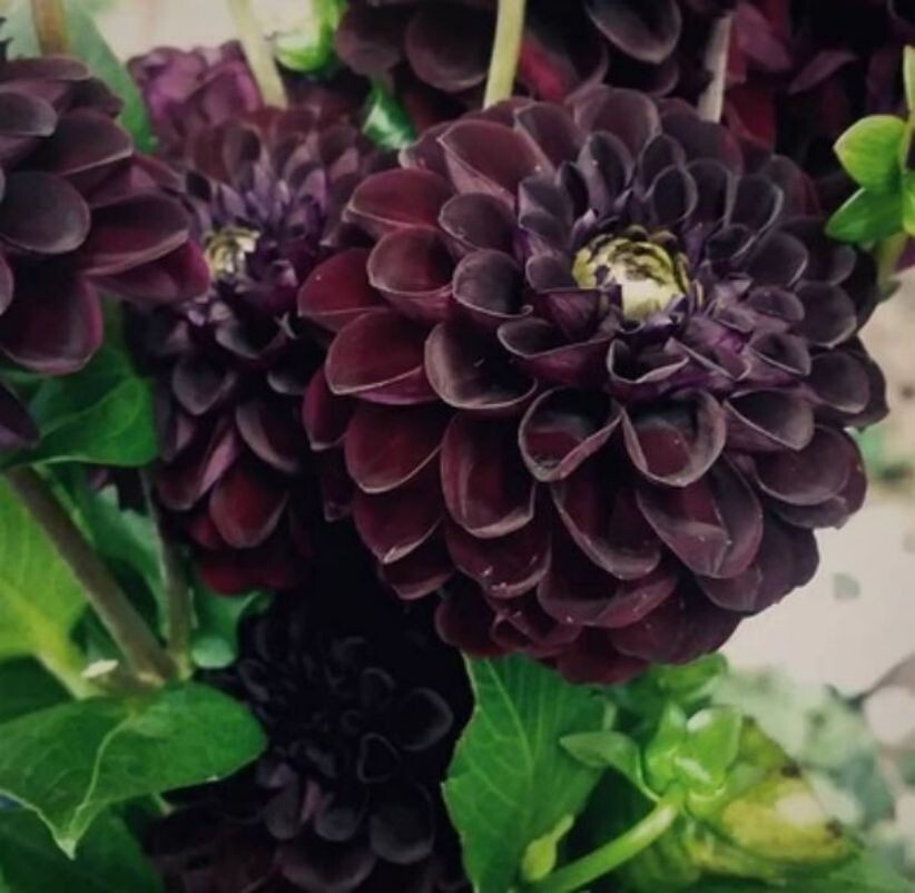 US-Seller Rare Beautiful Perennial Dahlia Flowers Seeds 20PCS