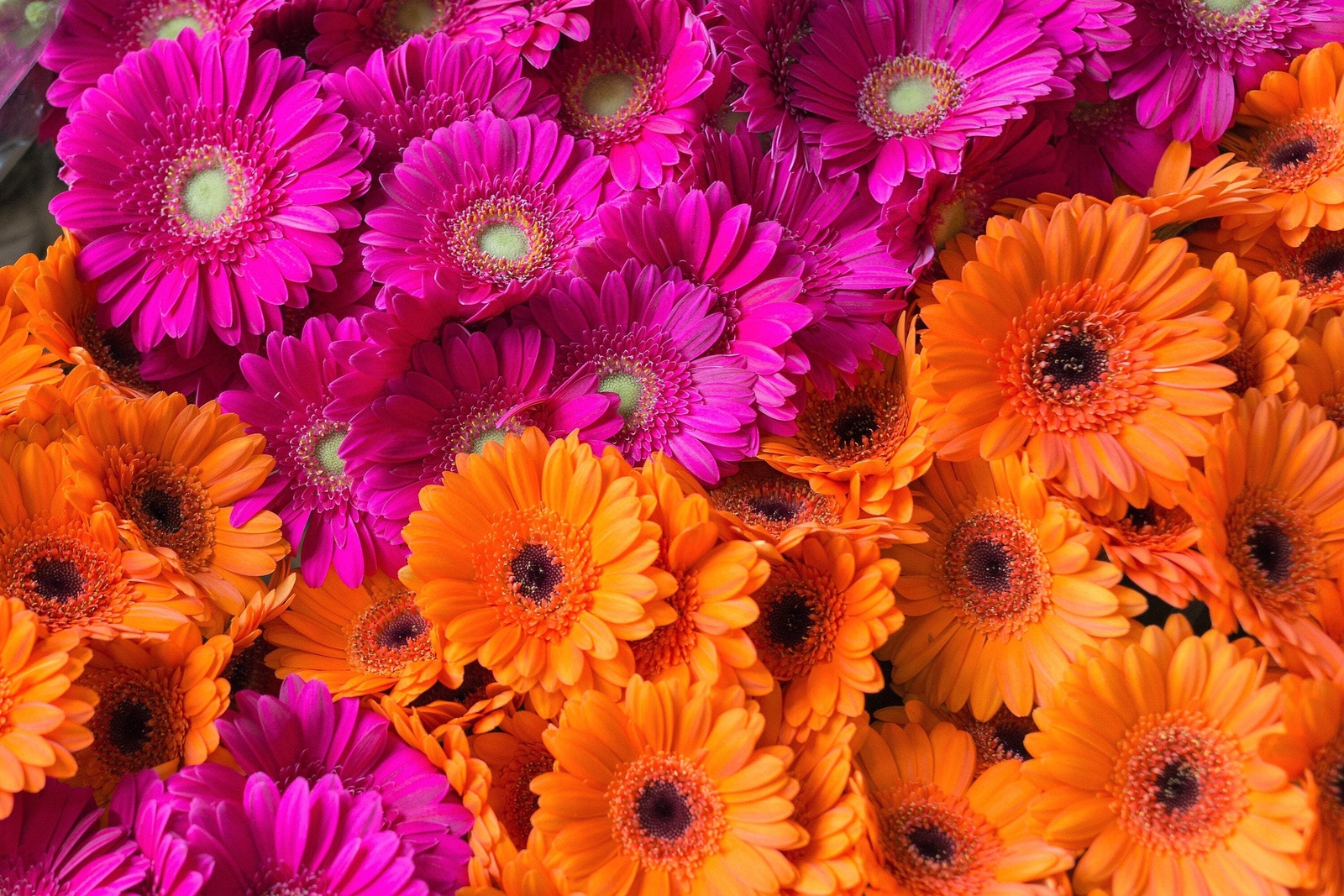 20 GERBER DAISY Mixed Colors Gerbera Jamesonii Barberton African Flower Seeds