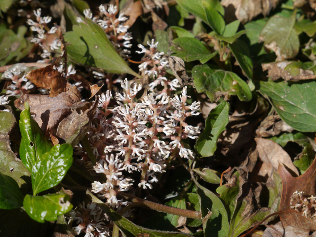 ALLEGHENY SPURGE 5 roots (Pachysandra procumbens)