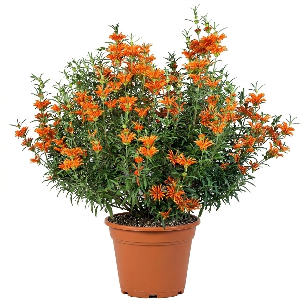 Live Lion’s Ears Plant Leonotis Leonurus Orange Flowers Outdoor Patio 2.5 In Pot