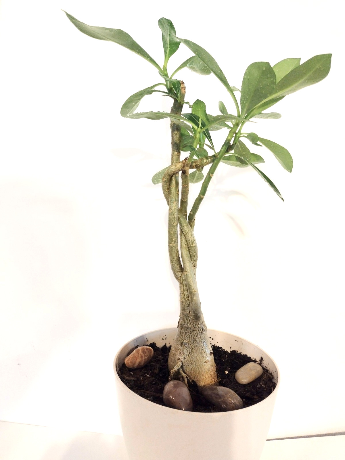 Desert Rose Live Plant, Five Years Old, approx. 11 inches above the soil.