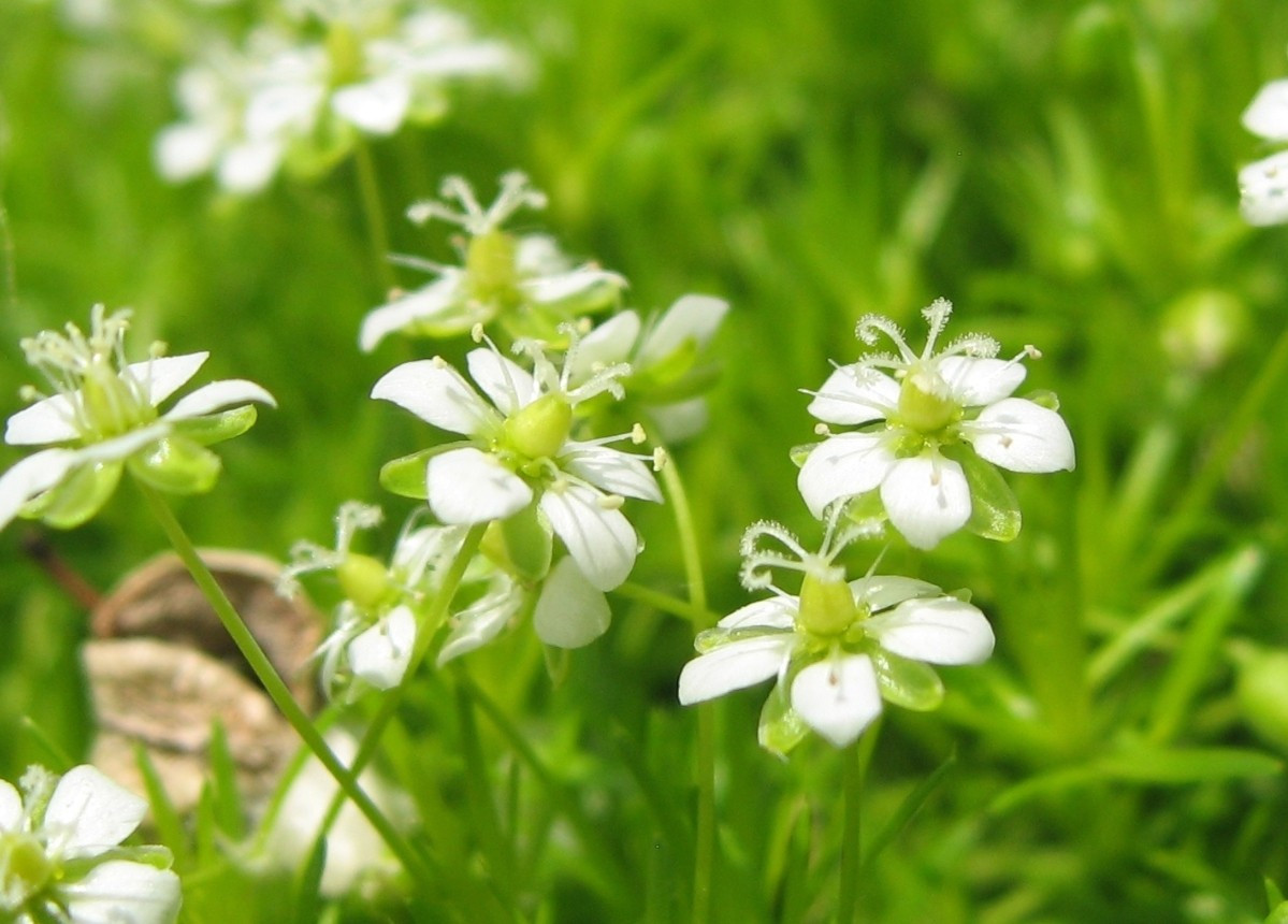 Irish Moss 250-5,000+ Seeds (Sagina subulata) Pearlwort