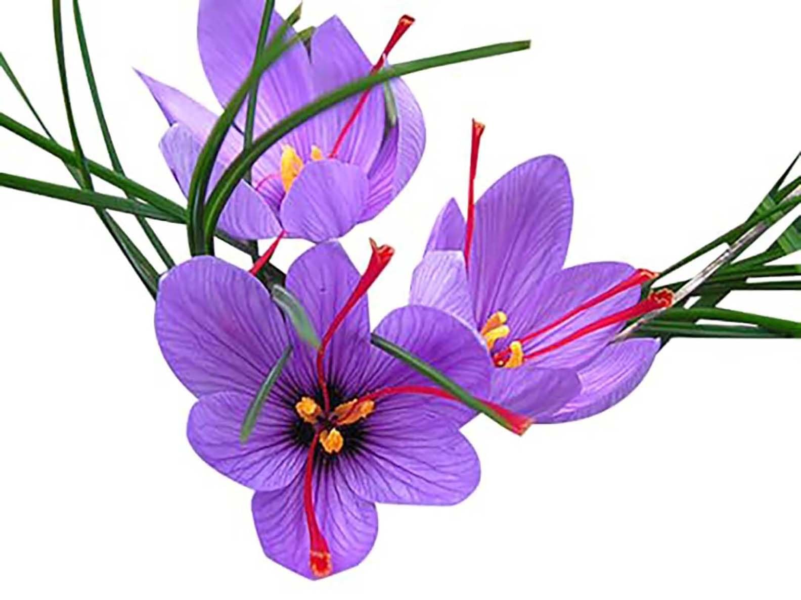 3 PCS Saffron Sativus Crocus Corms 10+ cm Bulbs Planting Garden Harvest