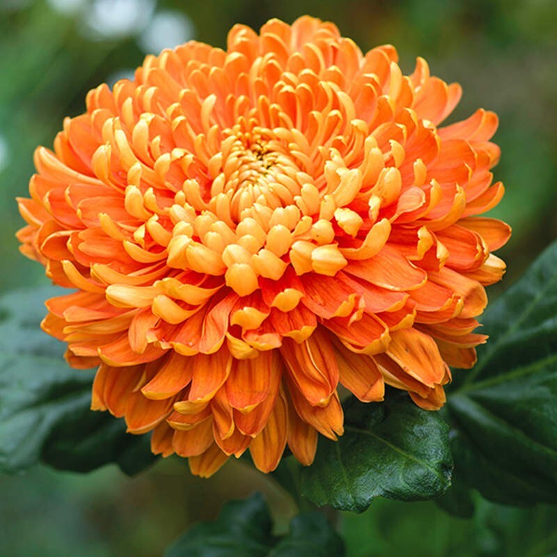 Chrysanthemum Seeds, Ground-Cover Plants, 100pcs/pack