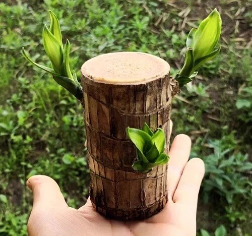 Brazilian Wood Plant Water Raise Mini Brazil Lucky Wood Potted Tree Indoor Decor
