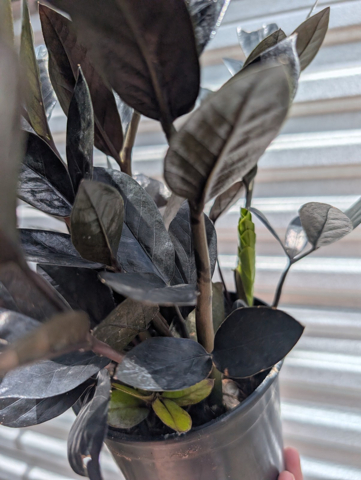 Large Black Raven ZZ Plant Zamiifolia Zamioculcas Plant 6″ Pot Plants Rare