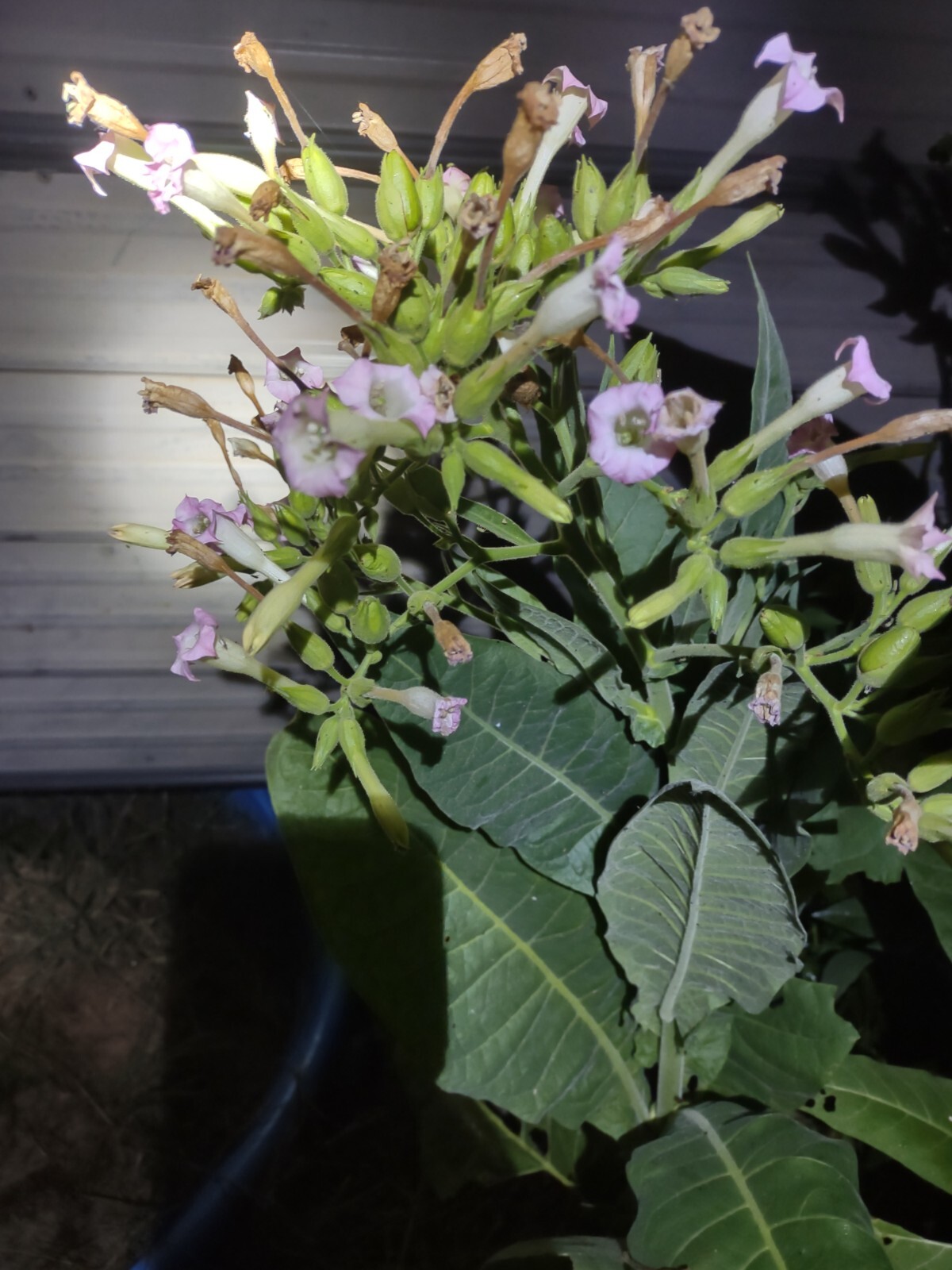 LOUISIANA PERIQUE TOBACCO Nicotiana tabacum 150 seeds! 2022 harvest. Smoking