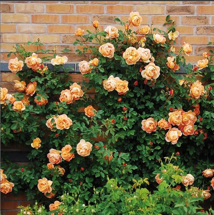 300+Mixed Climbing Rose Rosa Seeds for Planting Outdoors -Heirloom Garden red