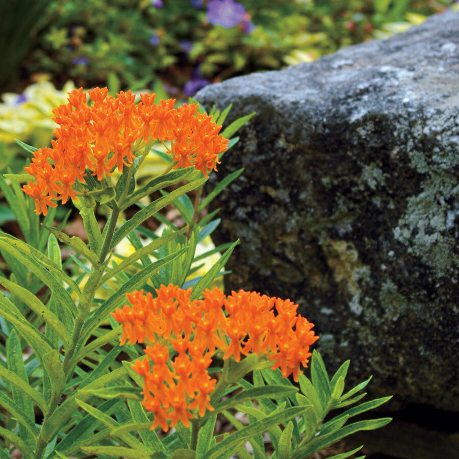 Orange Butterfly Weed Milkweed 100 plus seeds Asclepias tuberose