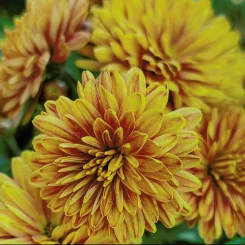 Sunny Daze Mum Chrysanthemum Seeds 200+ Seeds Mum Flower, Flower Seeds, Annual