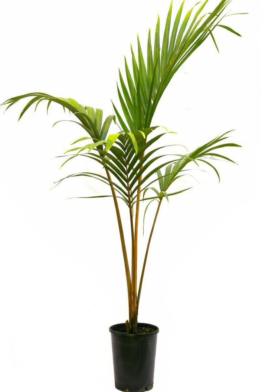 Rare – Norfolk Island Palm Tree – Rhopalostylis baueri Seeds – Cold Hardy 25f