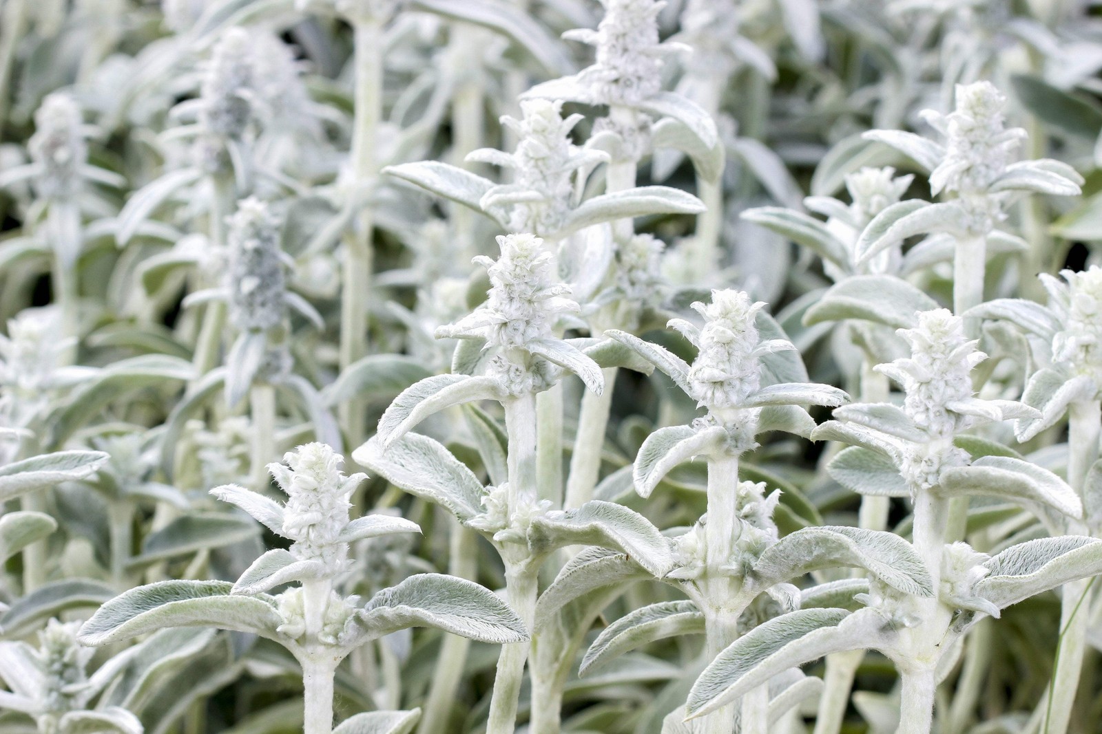 100 Wolly LAMBS EAR Stachys Byzantina Silvery Fuzzy Leaves Purple Flower Seeds
