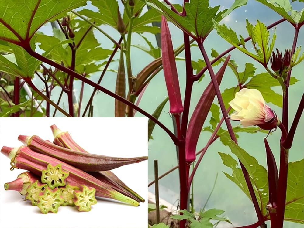 30+ Red Burgundy Okra Seeds Abelmoschus esculentus Seed Vegetables red