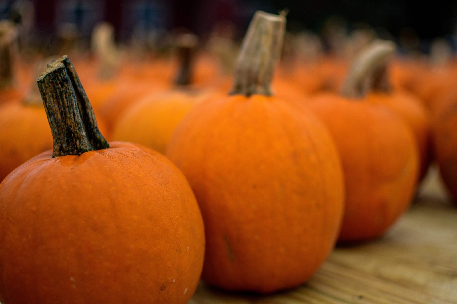 40 SMALL SUGAR PUMPKIN Orange Pie or Carving Cucurbita Pepo Vegetable Seeds