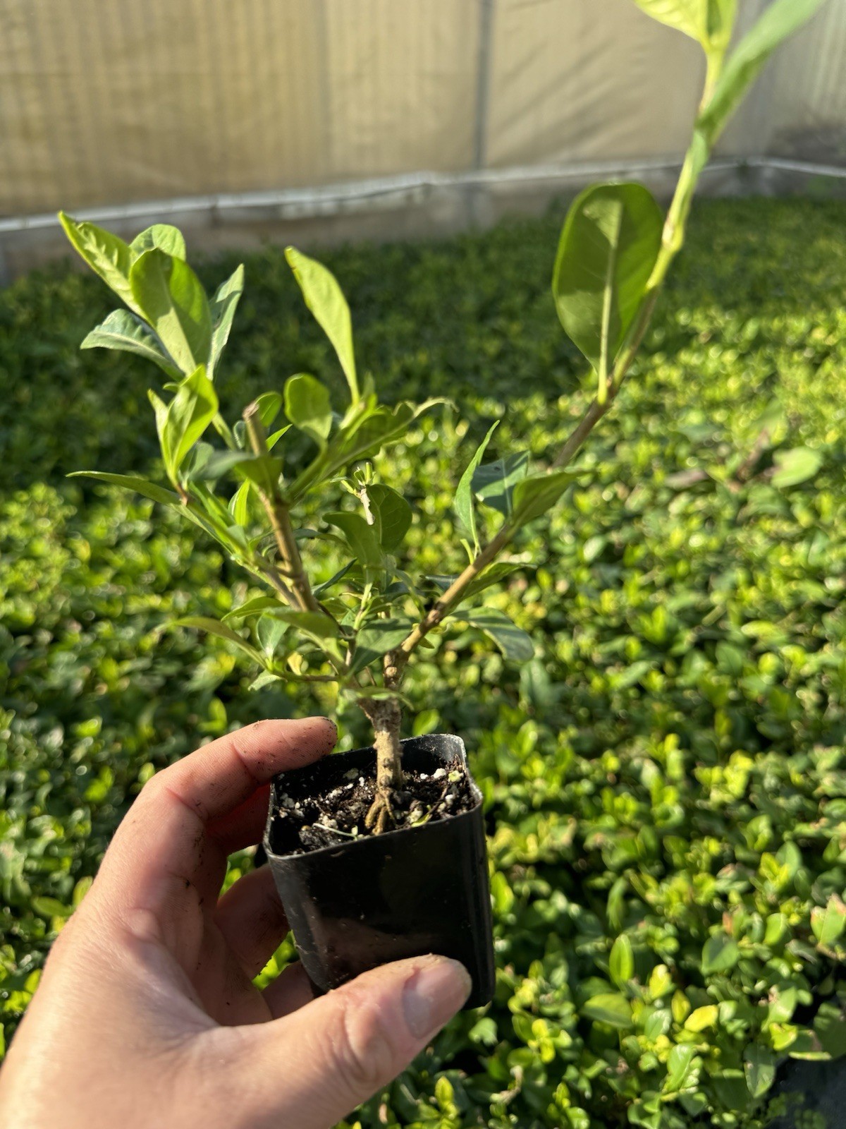 🌿 Pack of 3-Gardenia Veitchii 2″ Pots – 2 Years Old Plant 🌸