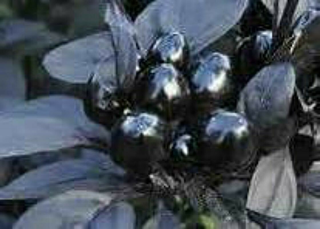 Black Pearl Pepper Seeds VERY UNIQUE PEPPER! SEE OUR STORE! Comb. S/H!