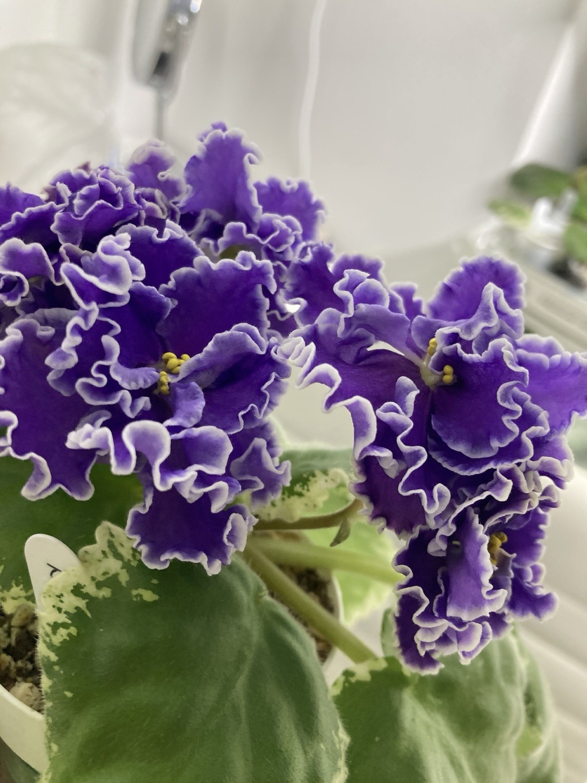 African Violet – KO-PASMURNIY DEKABR (A gloomy December ) Leaf Pot
