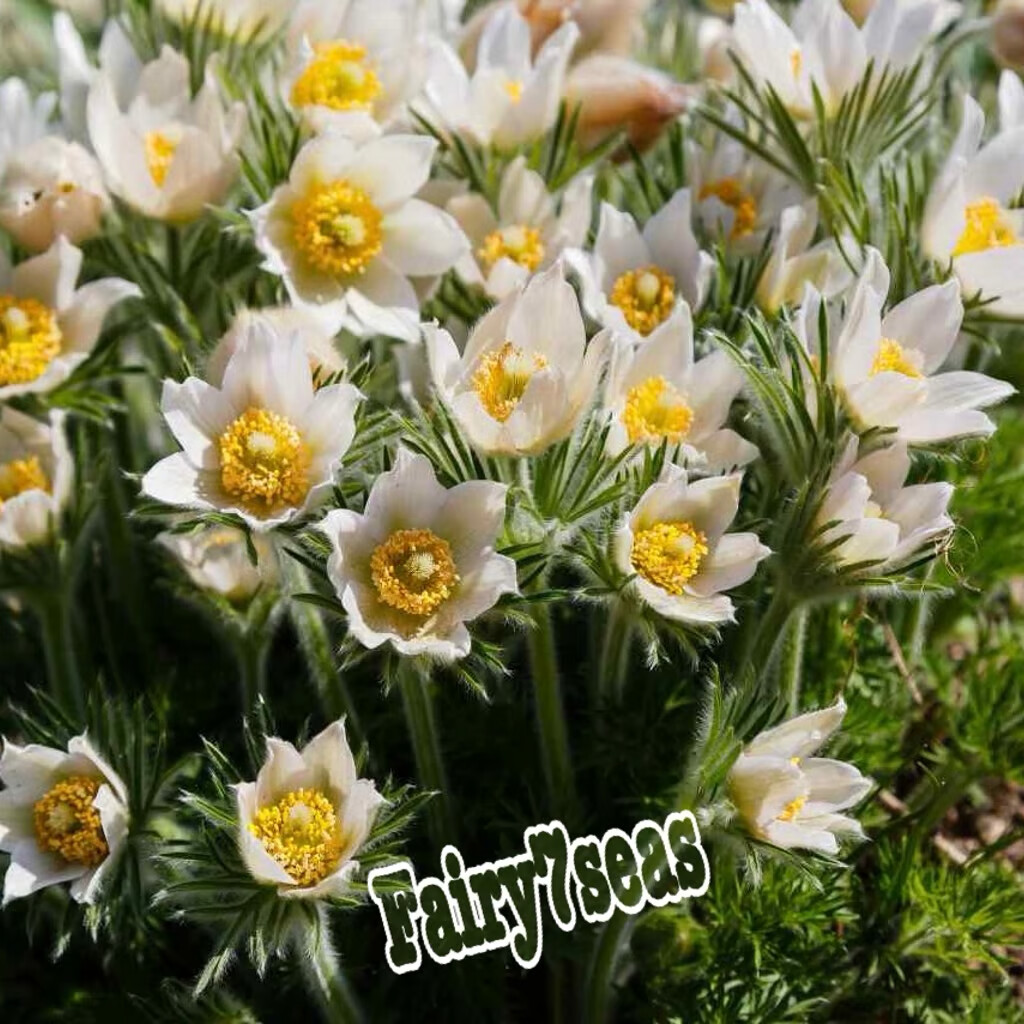 Anemone Seeds -Pulsatilla Vulgaris- Pasque Flower, Anemone Vulgaris White