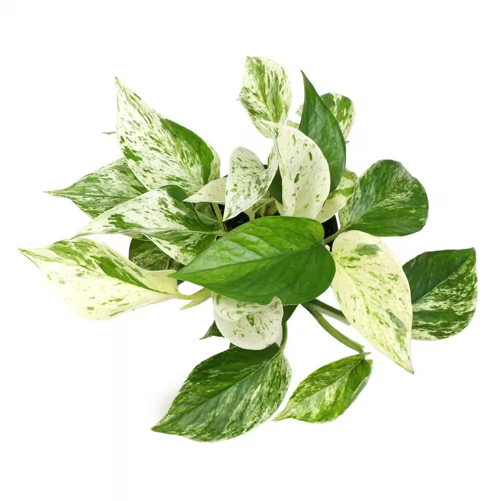 Marble Queen Pothos (Epipremnum Aureum) Indoor Houseplant in 4.25 In. Grower Pot