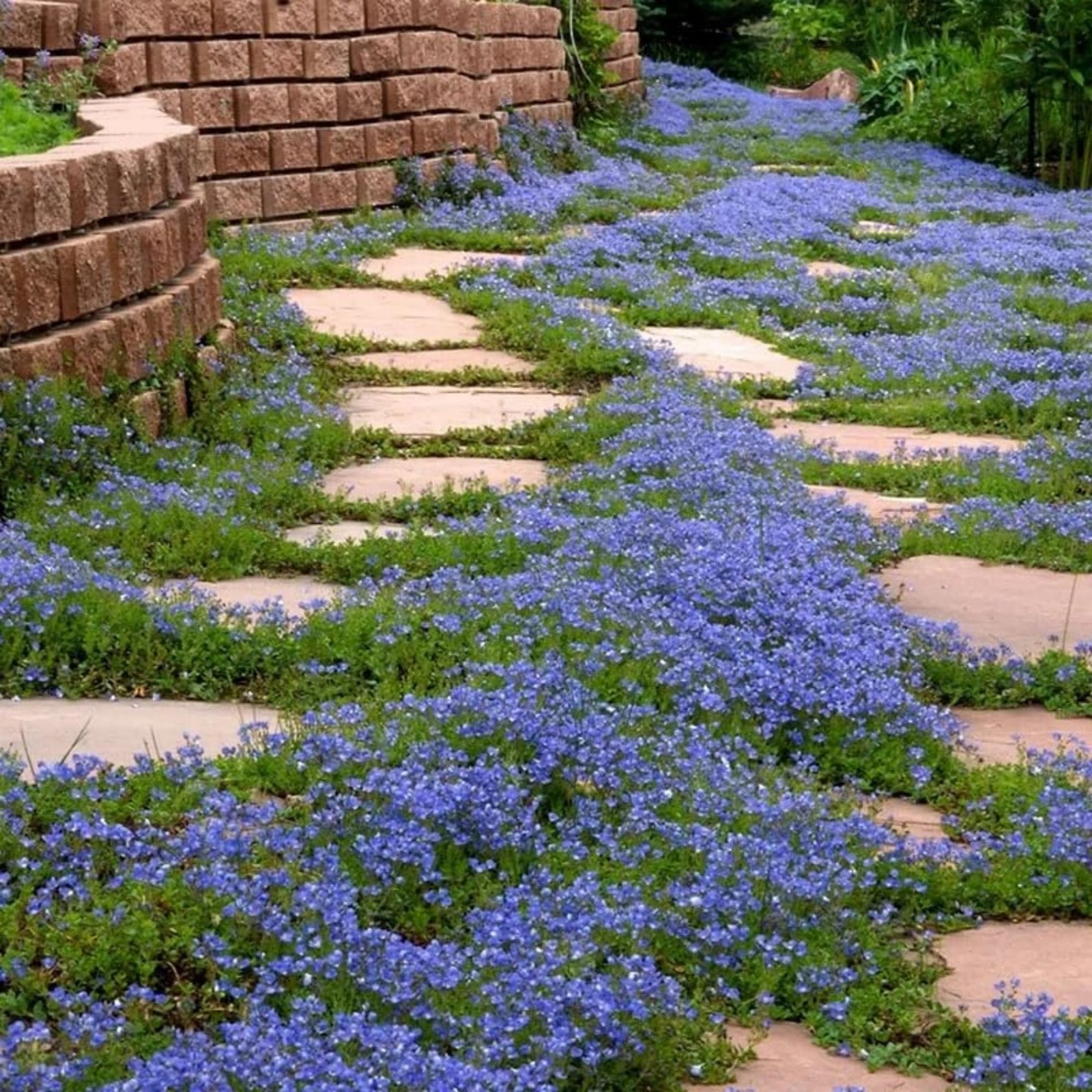 600+ Creeping Speedwell Seeds for Planting Creeping Speedwell Ground Cover Pl…