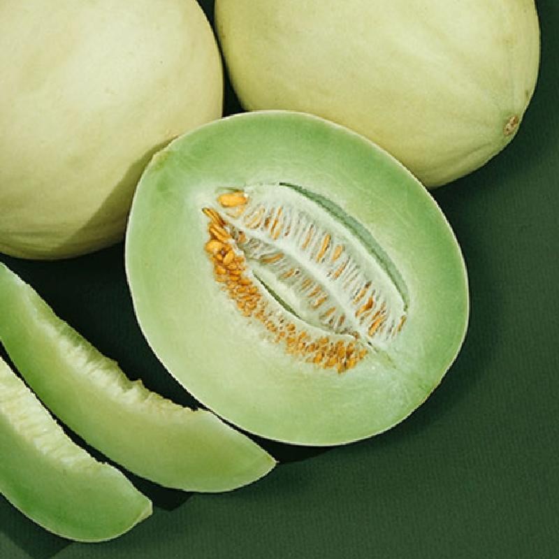 35 HONEYDEW MELON SEEDS ~ heirloomseedguy ~ NON-GMO ~ 2026