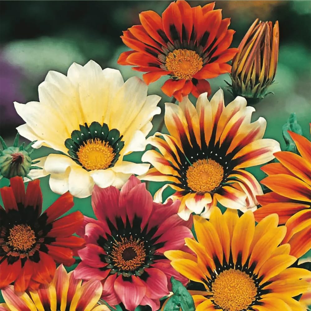 300 Perennial Mix Gazania Seeds Heat-Perennial Ground Cover Seeds-Drought Tolera
